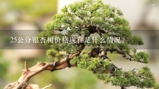 25公分银杏树价格现在是什么情况？