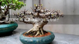 黄荆圆疙瘩盆景种植时间及方法？