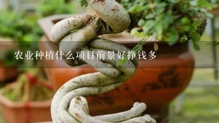 农业种植什么项目前景好挣钱多