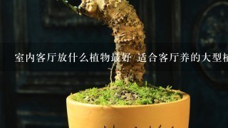 室内客厅放什么植物最好 适合客厅养的大型植物