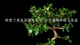 欣赏兰花盆景图片大全 分享如何种植兰花盆