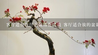 客厅适合放什么装饰花盆栽 客厅适合放的盆栽介绍