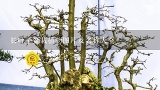 长叶子盆栽植物图片及名称大全