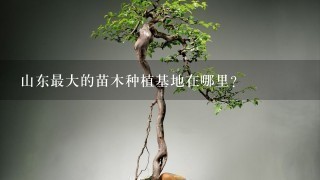 山东最大的苗木种植基地在哪里?