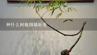 种什么树做围墙好看