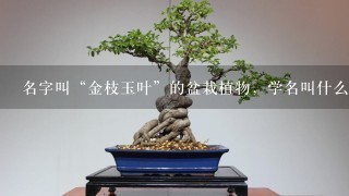 名字叫“金枝玉叶”的盆栽植物，学名叫什么?谢谢!