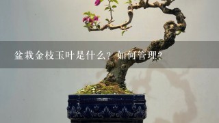 盆栽金枝玉叶是什么？如何管理？