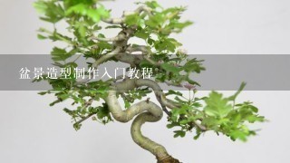 盆景造型制作入门教程