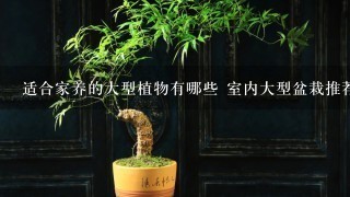 适合家养的大型植物有哪些 室内大型盆栽推荐