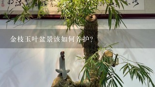 金枝玉叶盆景该如何养护？