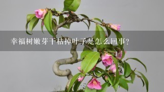 幸福树嫩芽干枯掉叶子是怎么回事？