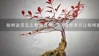 榕树盆景怎么修剪造型，5个修剪要点让榕树越长越好看