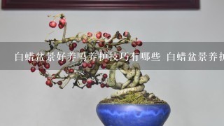 白蜡盆景好养吗养护技巧有哪些 白蜡盆景养护技巧介