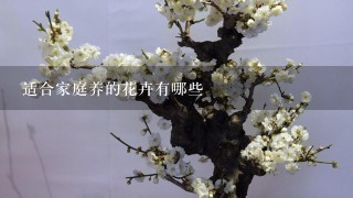 适合家庭养的花卉有哪些