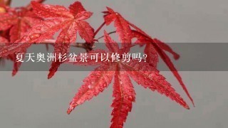 夏天奥洲杉盆景可以修剪吗？