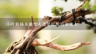 小叶黄杨木密度大还是红酸枝密度大