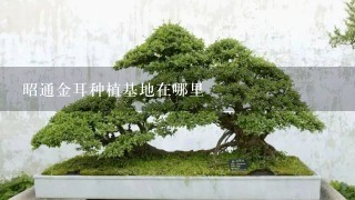 昭通金耳种植基地在哪里