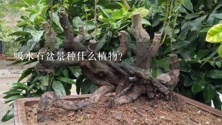 吸水石盆景种什么植物?