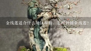 金线莲适合什么地区种植，怎样种植金线莲？