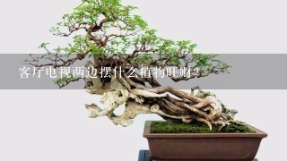 客厅电视两边摆什么植物旺财？