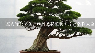 室内绿化必备，60种盆栽植物图片及名称大全