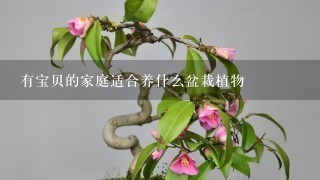 有宝贝的家庭适合养什么盆栽植物