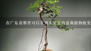 在广东省那里可以拿到大量室内盆栽植物批发价格