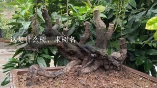 这是什么树，求树名