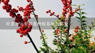 旺苍万元金线莲种植基地在那里