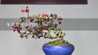 冬青是什么植物？