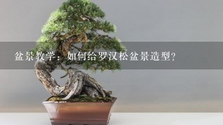 盆景教学：如何给罗汉松盆景造型？