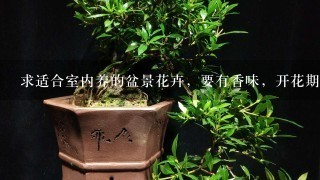 求适合室内养的盆景花卉，要有香味，开花期越长越好，最好能耐阴