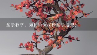 盆景教学：如何给罗汉松盆景造型？