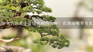 大香泡是不是绿化树的1种？在湖南哪里有卖？