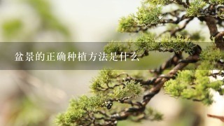 盆景的正确种植方法是什么