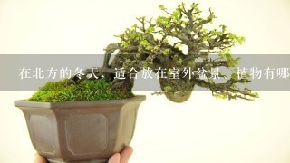 在北方的冬天，适合放在室外盆景、植物有哪些？