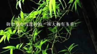 御贵草金线莲种植1株大概有多重？