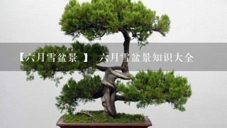 【6月雪盆景 】 6月雪盆景知识大全