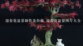 迎春花盆景制作及价格 迎春花盆景图片大全