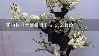 雀梅树桩盆景暴晒干枯,怎么救治