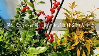 保定卖的小盆景、花，附近在什么地方上货，价格优惠的!