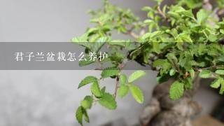 君子兰盆栽怎么养护