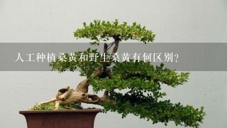 人工种植桑黄和野生桑黄有何区别？