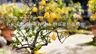 石家庄南2环花卉市场 旧花盆回收吗？