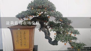 盆栽蓝莓市场价格