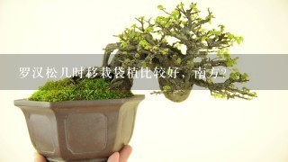 罗汉松几时移栽袋植比较好，南方？