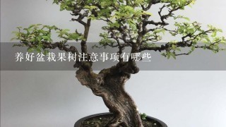 养好盆栽果树注意事项有哪些