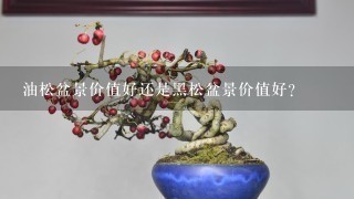 油松盆景价值好还是黑松盆景价值好?