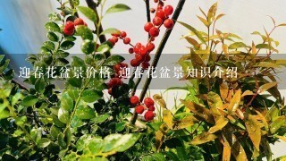 迎春花盆景价格 迎春花盆景知识介绍