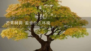 芒果树苗 需要什么环境